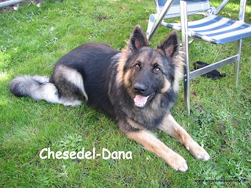 De prachtige grauwe Oudduitse Herder Chesedel-Dana